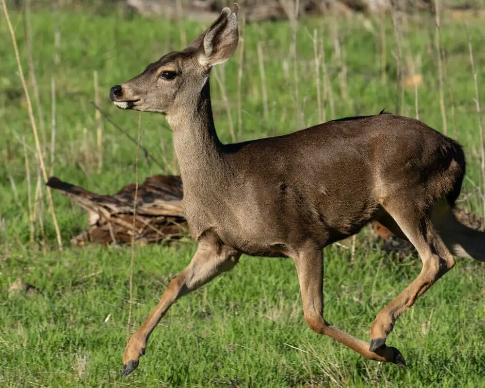 Gunshots Can Scare Deer