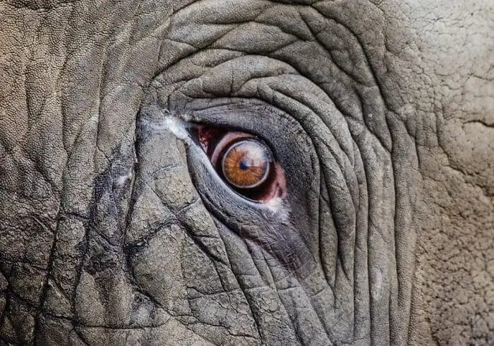 How Big Are Elephant Eyes