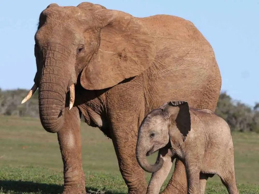 How Big are Elephants Heart