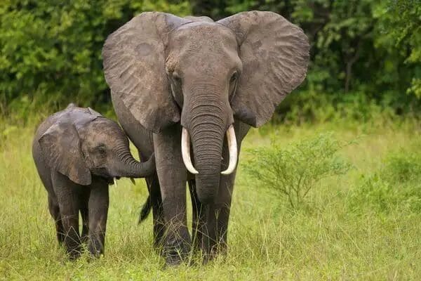 How Big is An Elephants Heart