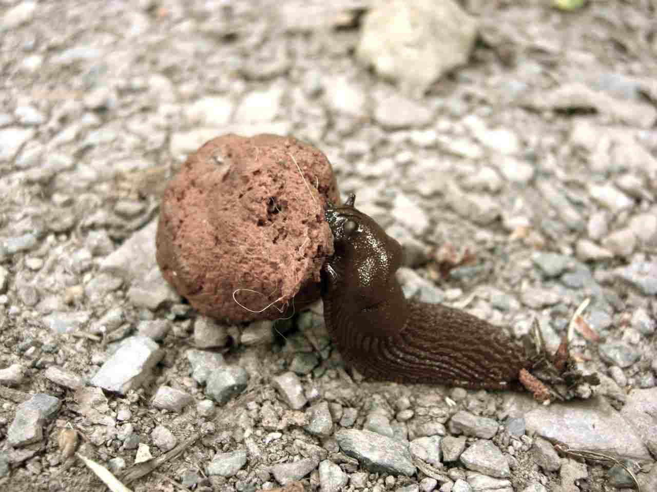 How Big is Elephant Poop? • Support Wild