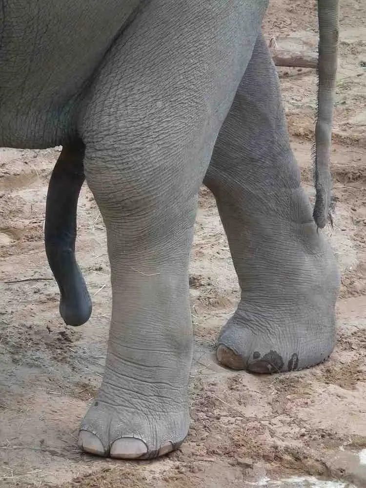 How Big is the Elephant Penis