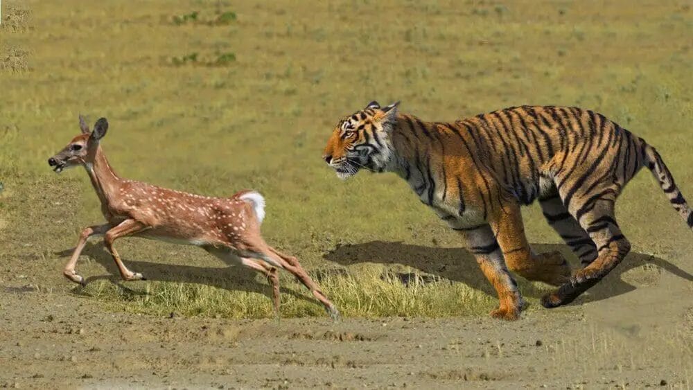 How Deer See a Tiger