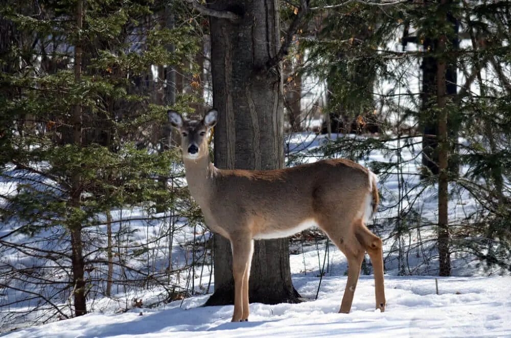 How Deer Stay Warm in Winter