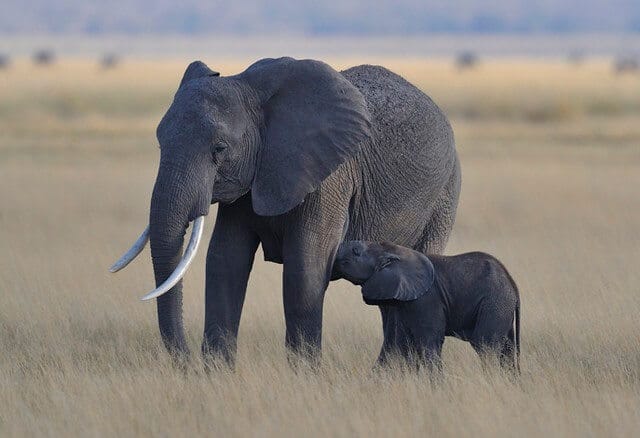 How Do Elephants Nurse? • Support Wild