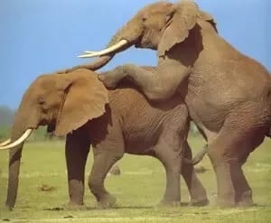 How Do Elephants Have Intercourse