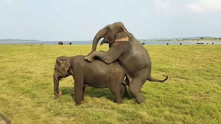 How Do Elephants Have Intercourses