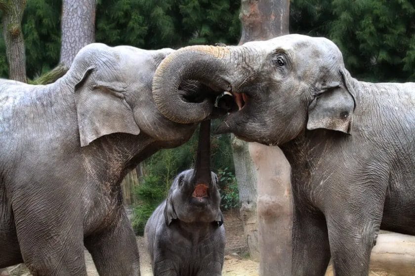 How Do Elephants Kiss