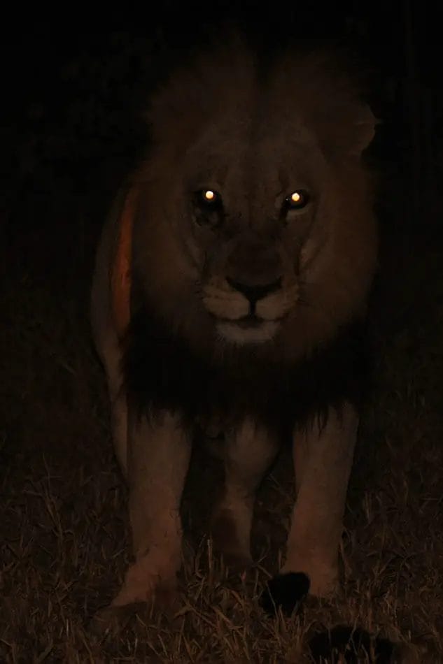 How Do Lions See at Night