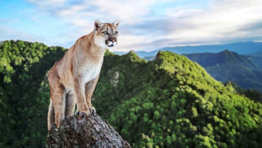 How Do Mountain Lions Adapt to Their Environment?