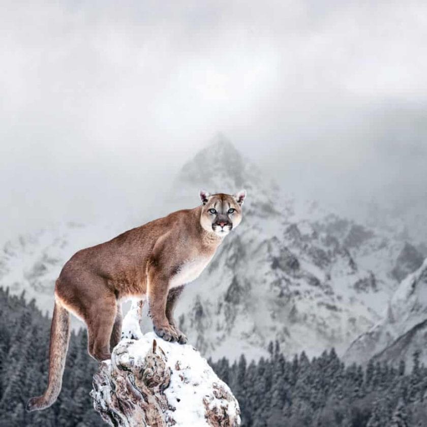 How Do Mountain Lions Adapt to Their Environment?