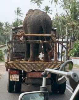 How Do You Transport Elephant