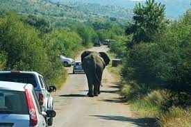 How Do You Transport Elephants