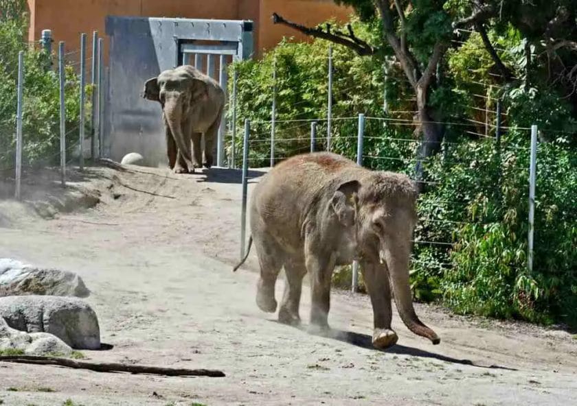 How Do Zoos Train Elephant