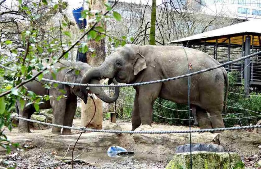 How Do Zoos Train Elephants