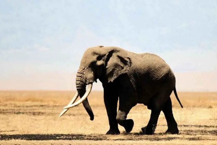 How Elephant Adapt to Their Environment