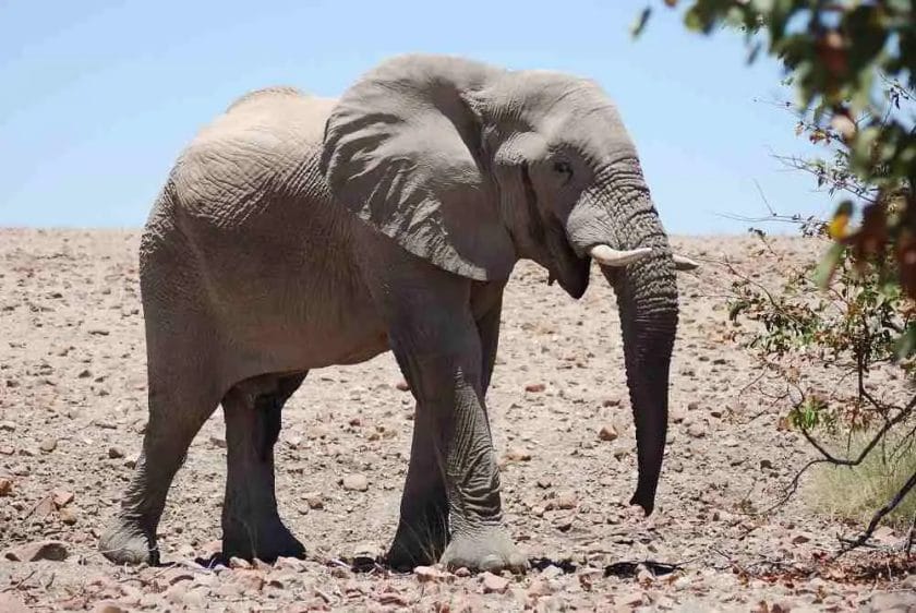 How Elephant Adapt to Their Environment