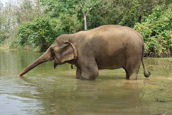 How Elephant Drinks Water