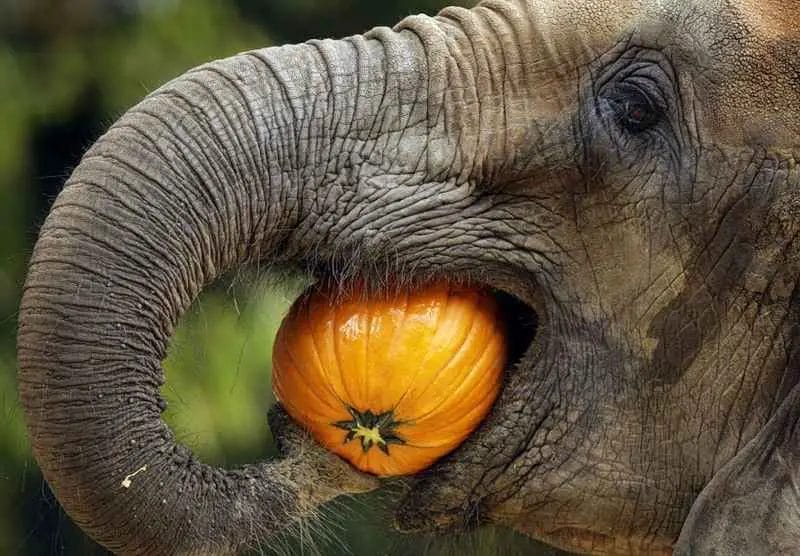 How Elephant Eat Food