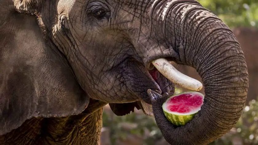 How Elephant Eat Food