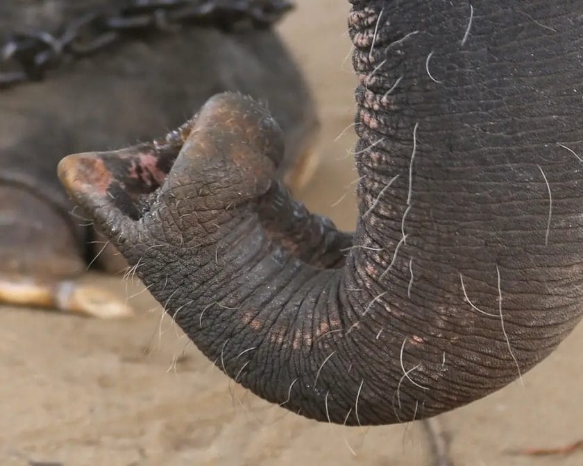 How Elephant Got Its Trunk