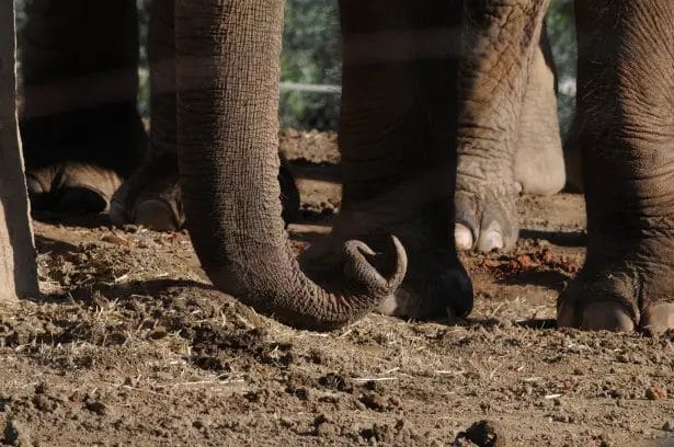 How Elephant Got its Trunk