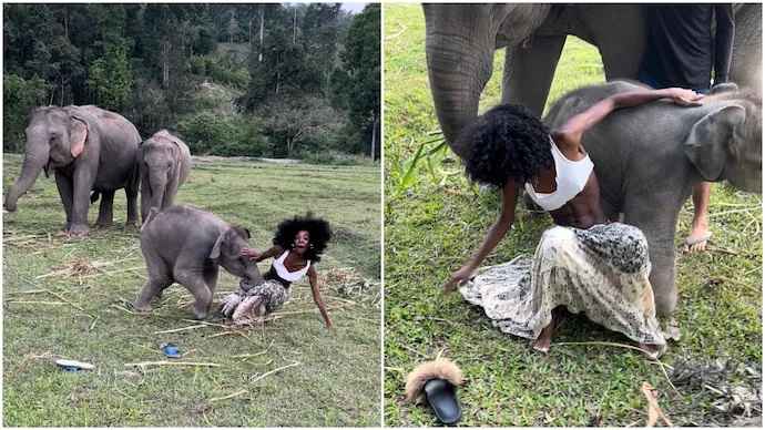 How Elephant Kills Human