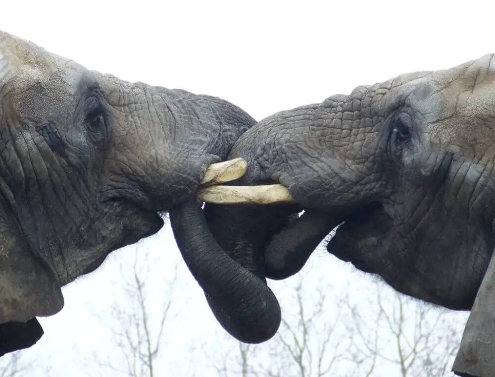 How Do Elephants Kiss? • Support Wild