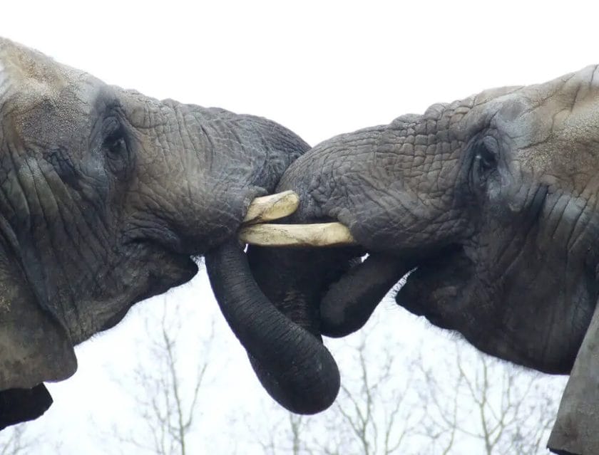 How Elephants Do Kiss