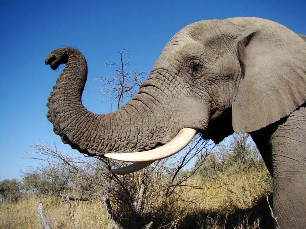 How Elephant Got Its Trunk? • Support Wild
