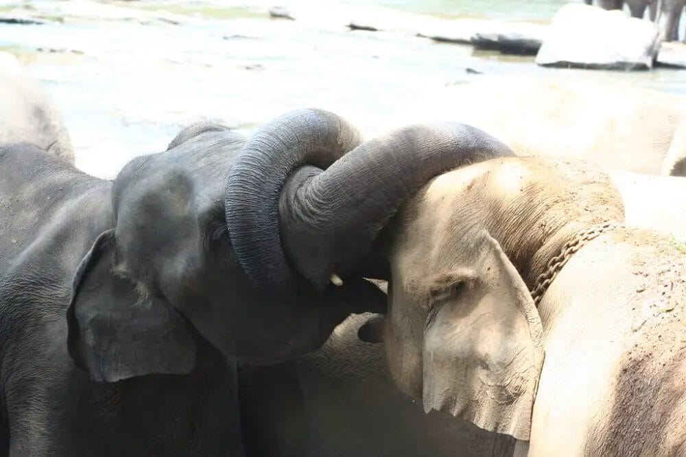 How Do Elephants Kiss? • Support Wild