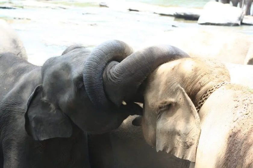 How Elephants Kiss