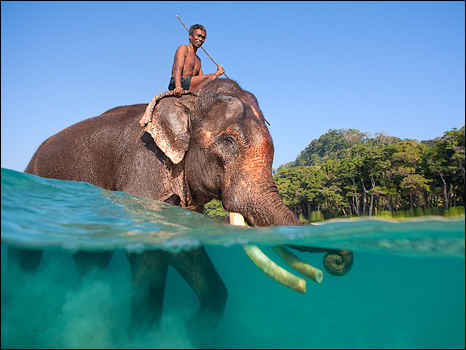 How Far Can An Elephant Swim