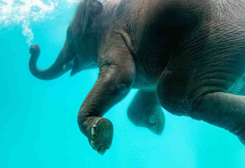 How Far Can An Elephants Swim