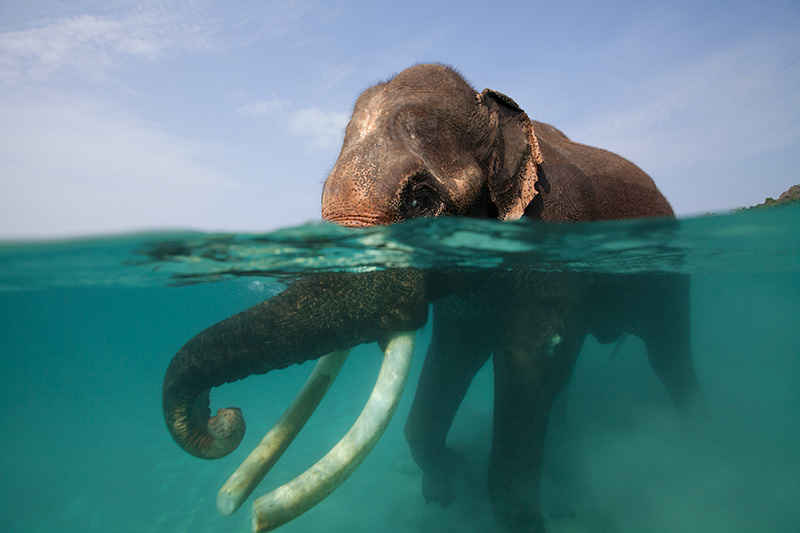How Far Can Elephant Swim