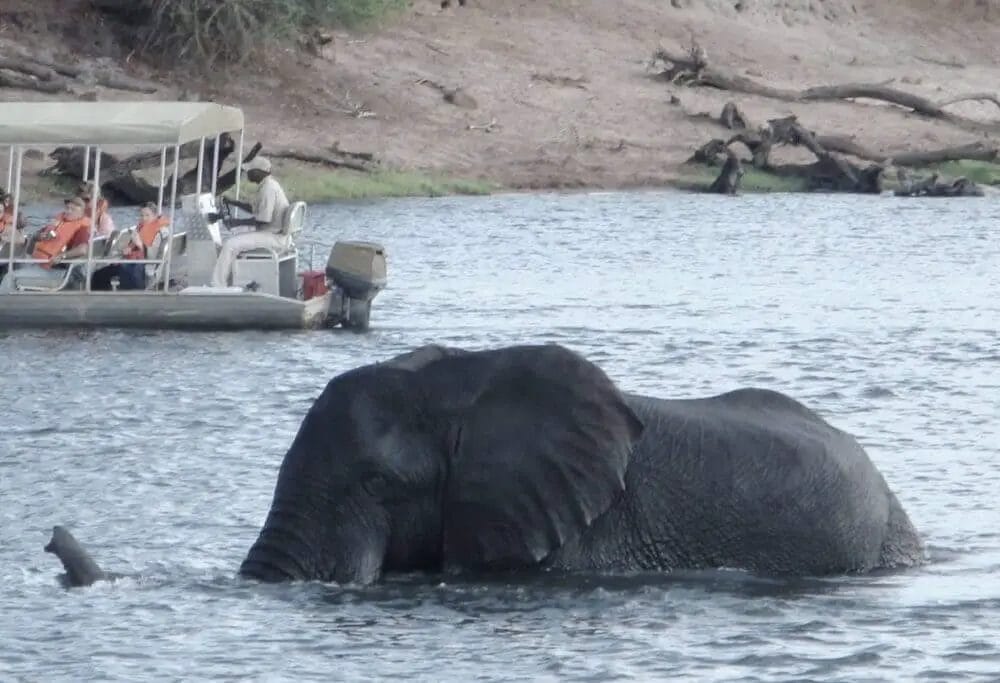 How Far Can Elephants Swim