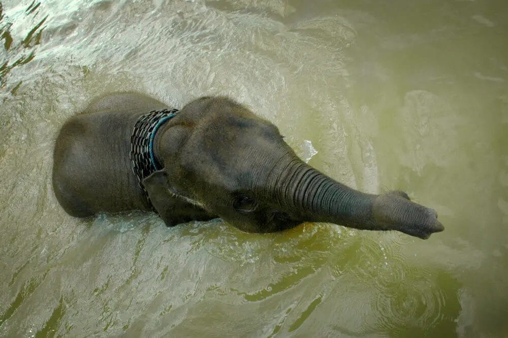 How Far Can an Elephant Swim