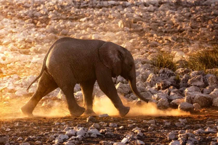 How Fast Can Elephant Run