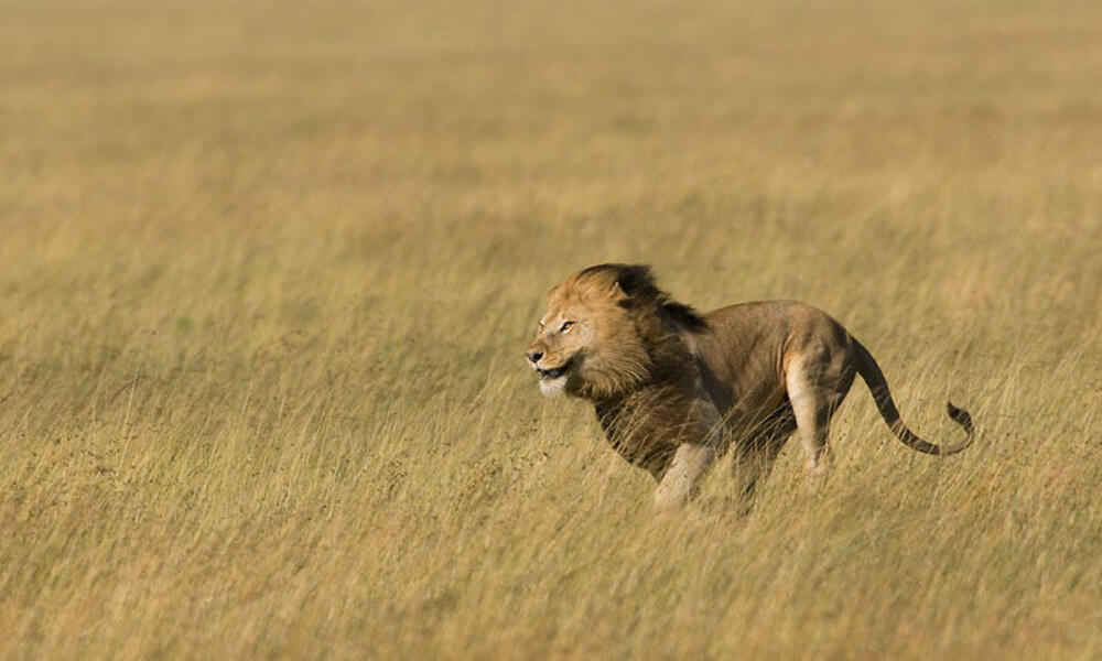 How Fast Can Lion Run?