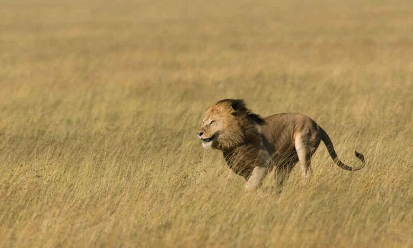 How Fast Can Lion Run?