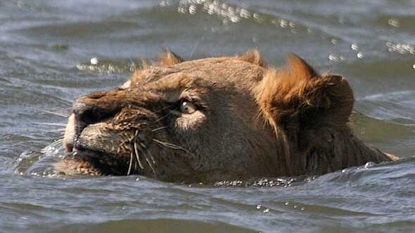 How Fast Can a Lion Swim