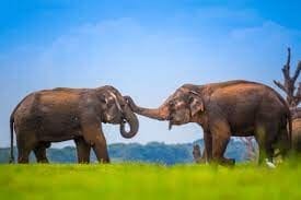 How Fast Does An Elephant's Heart Beats