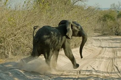How Fast Does Can Elephant Run? • Support Wild
