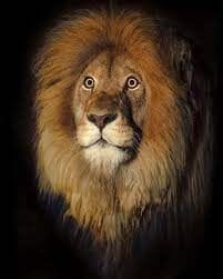 How Good is a Lions Eyesight?