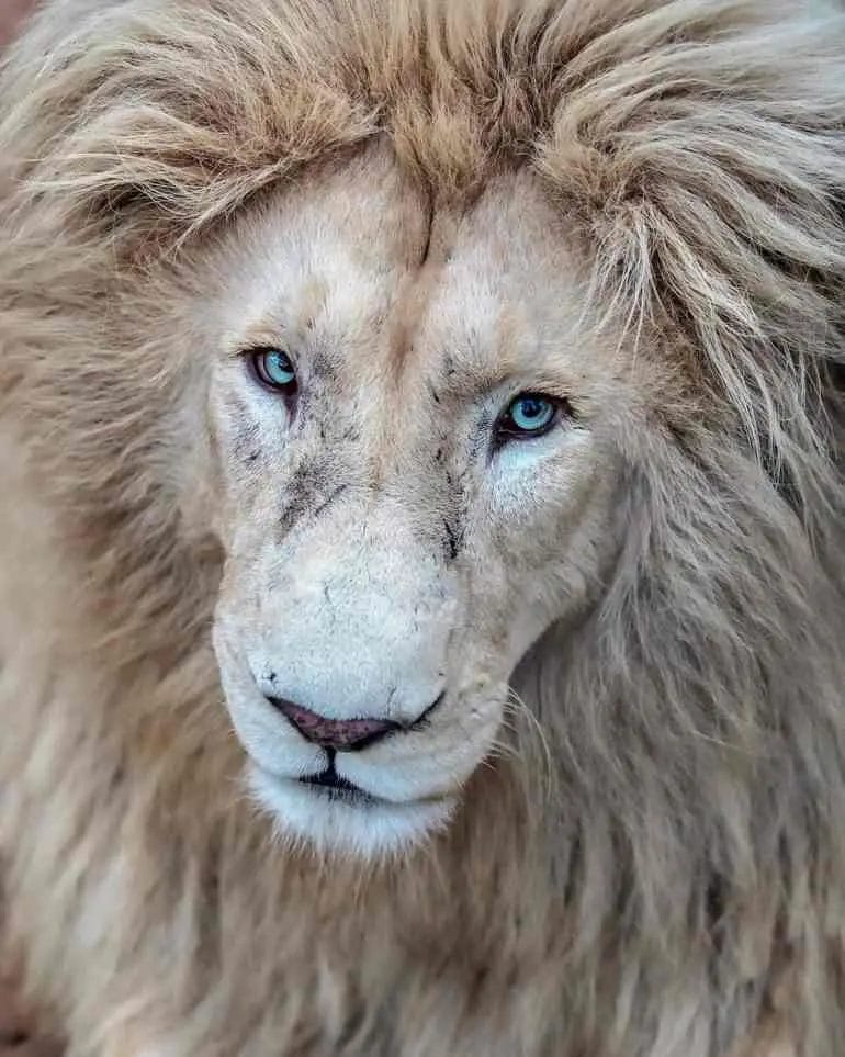 How Good is a Lions Eyesight?