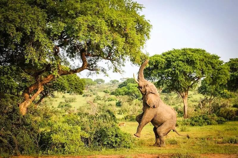 How High Can Elephant Jump