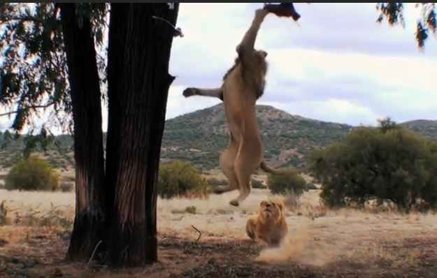 How High Can a Lion Jump?