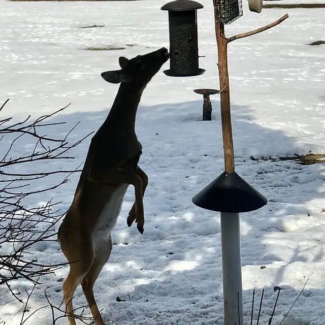 How High Should a Deer Feeder Be Off the Ground