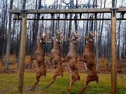 How Long Can a Deer Hang in 70 Degrees?