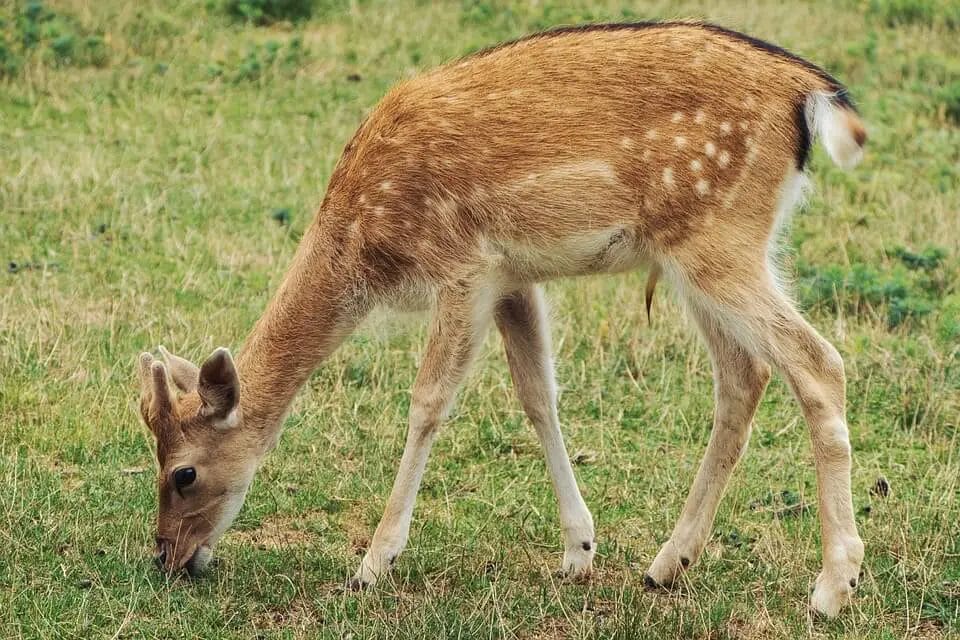 How Long Can a Deer Smell Where You Walked? • Support Wild